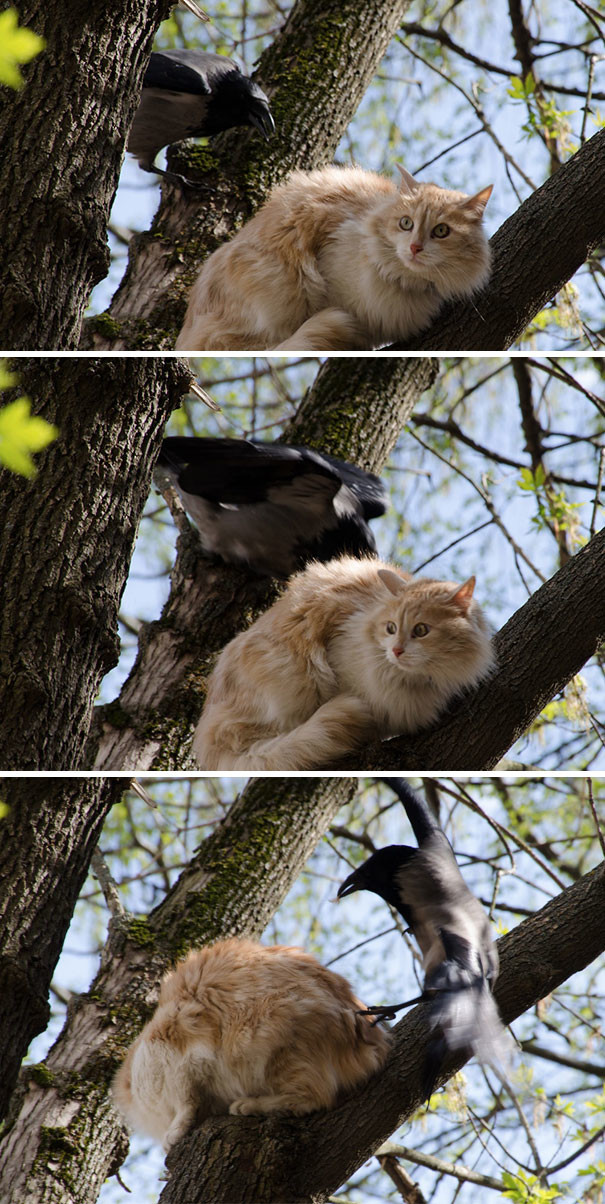"Кошкам не место на деревьях" вороны, животные, птицы, фото