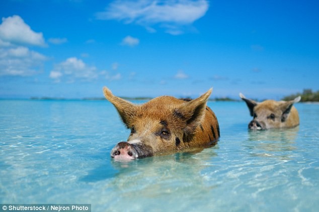 Остров свиней видео, жестокие развлечения, животные, страдания животных