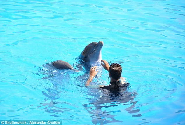 Плавание с дельфинами видео, жестокие развлечения, животные, страдания животных