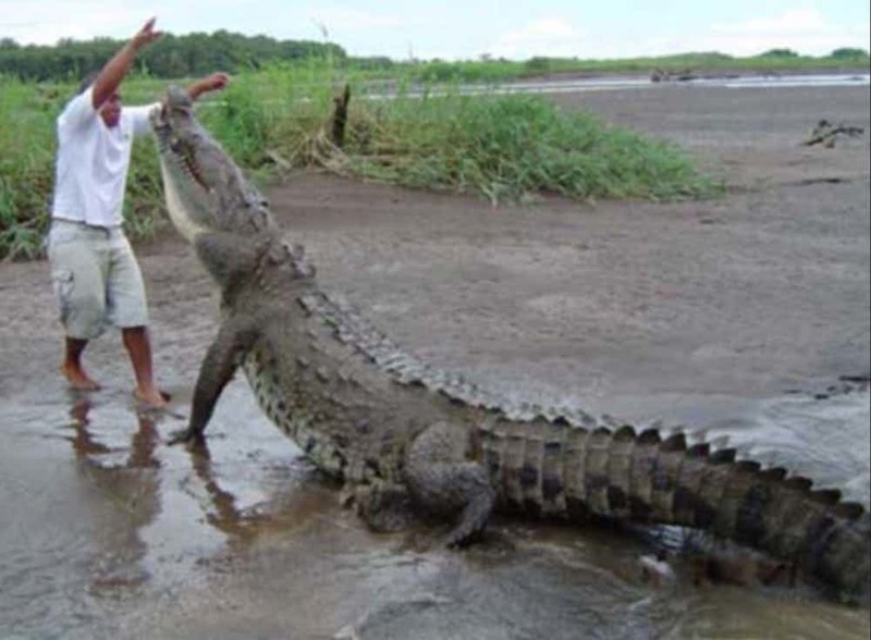 9. Гребнистый крокодил австралия, животные, ужас