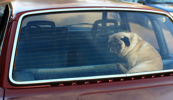 Никогда не оставляйте собак в машине в жаркую погоду опасно, собака в машине, эксперимент