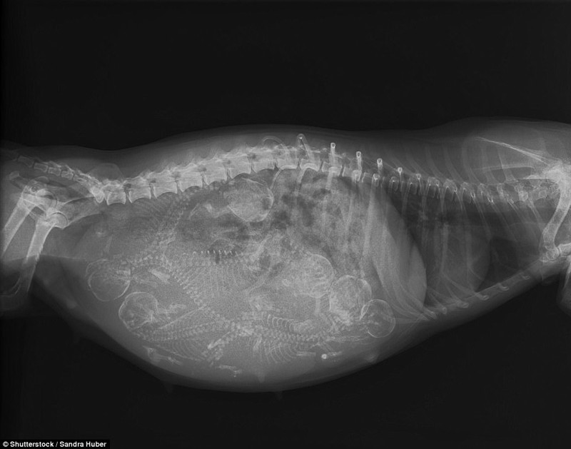 Zwierzęta w ciąży na zdjęciach rentgenowskich (10 zdjęć). X-Rays of pregnant animals (10 pictures).