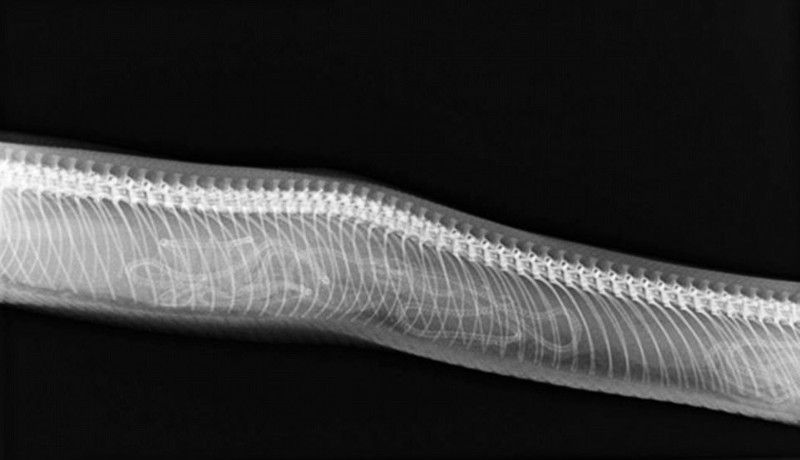 Zwierzęta w ciąży na zdjęciach rentgenowskich (10 zdjęć). X-Rays of pregnant animals (10 pictures).