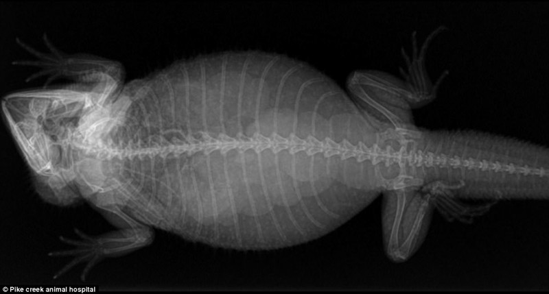 Zwierzęta w ciąży na zdjęciach rentgenowskich (10 zdjęć). X-Rays of pregnant animals (10 pictures).