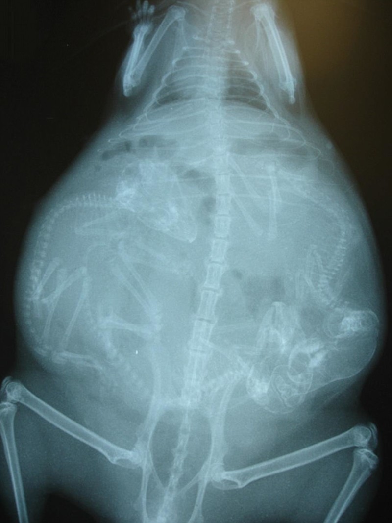 Zwierzęta w ciąży na zdjęciach rentgenowskich (10 zdjęć). X-Rays of pregnant animals (10 pictures).