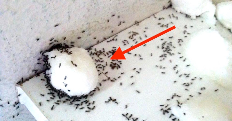 Надежный способ избавиться от ненавистных муравьев в квартире как избавиться, квартира, муравьи, народные способы, насекомые, фото