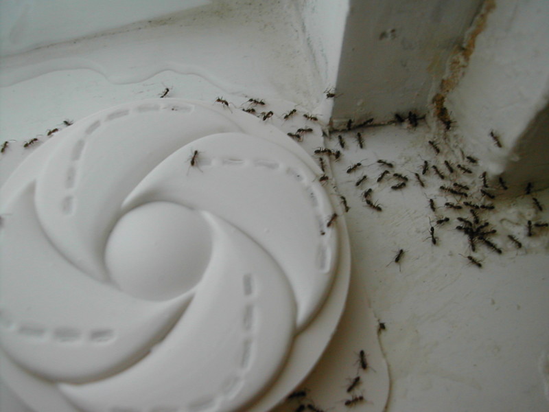 Надежный способ избавиться от ненавистных муравьев в квартире как избавиться, квартира, муравьи, народные способы, насекомые, фото