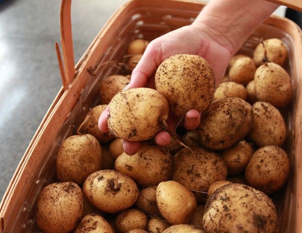 Вот как собрать невероятный урожай картофеля с четырёх соток выращивание картофеля, как вырастить картофель, картошка, небывалый урожай, огород, огородничество, урожай