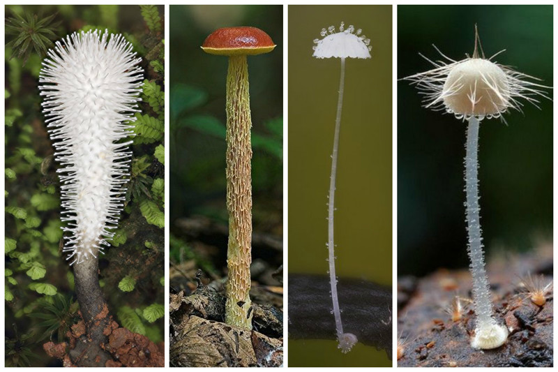 Невероятные, абсолютно сумасшедшие грибы