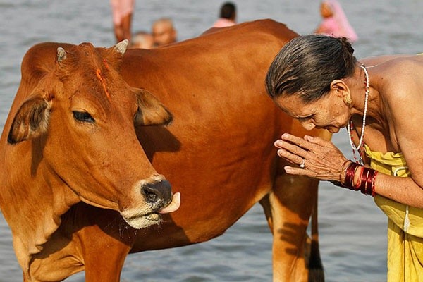 Целительная сила коровьей мочи индия, культура, невероятно, обычаи, путешествия, традиции