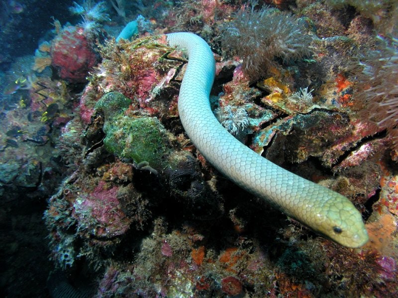 Морские змеи животные, интересное, море, опасность, подборка, факты, фауна