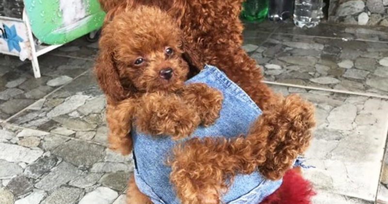 Вьетнамец сшил для своих собак маленький рюкзак, чтобы те носили в нем щенка животные, идея, мужчина, рюкзак, собака, шитье, щенок