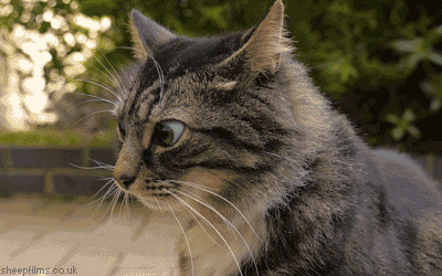 Обдолбанные кошки под кошачьей мятой, буквально потерявшие разум от её запаха