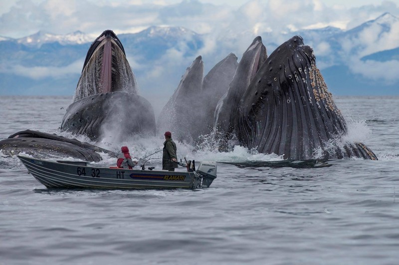 10. Появление китов время, интересное, мир, момент, подборка, снимок, фотография