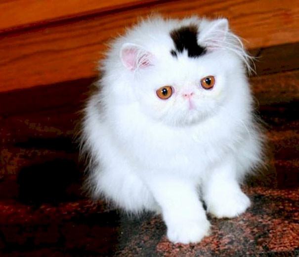 Кот, который всегда в шляпе животные, забавно, коты, кошки, неожиданно, окрас, окрас кошек, фото
