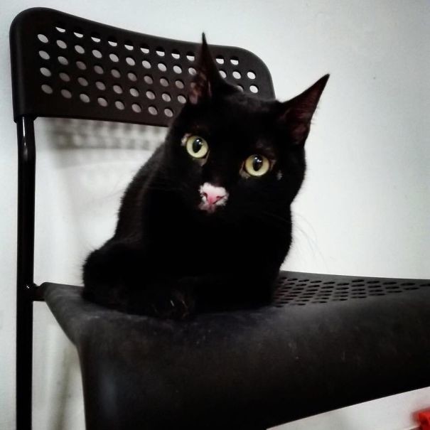 Черный кот с розовым носиком животные, забавно, коты, кошки, неожиданно, окрас, окрас кошек, фото