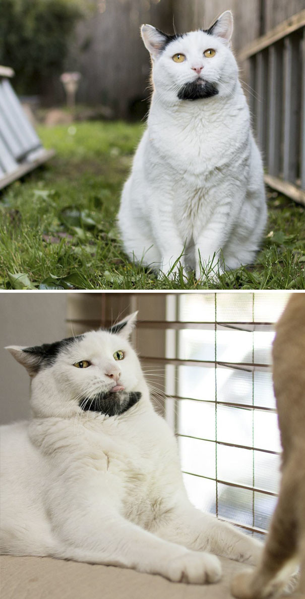 Модный кот-хипстер с бородой животные, забавно, коты, кошки, неожиданно, окрас, окрас кошек, фото