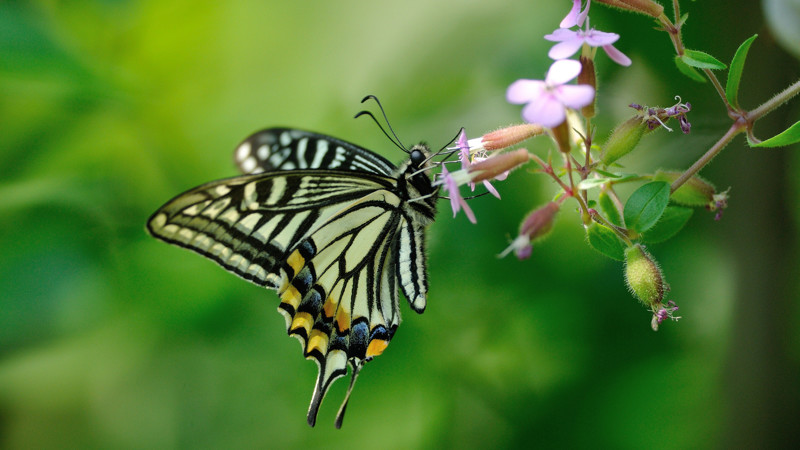 Пожалуй самая красивая бабочка наших широт