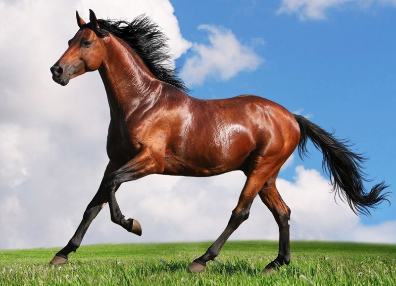 Самые красивые лошади ахалтекинская порода