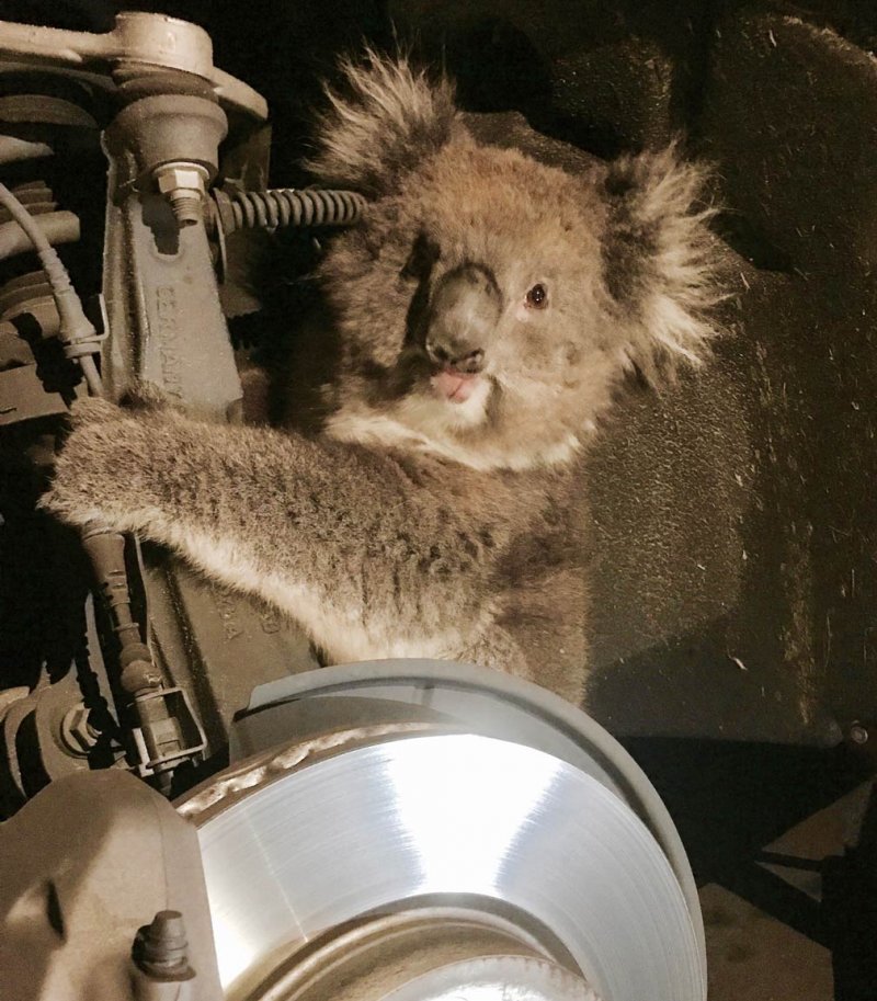 Самка коалы залезла в колёсную арку внедорожника и проехала 16 километров