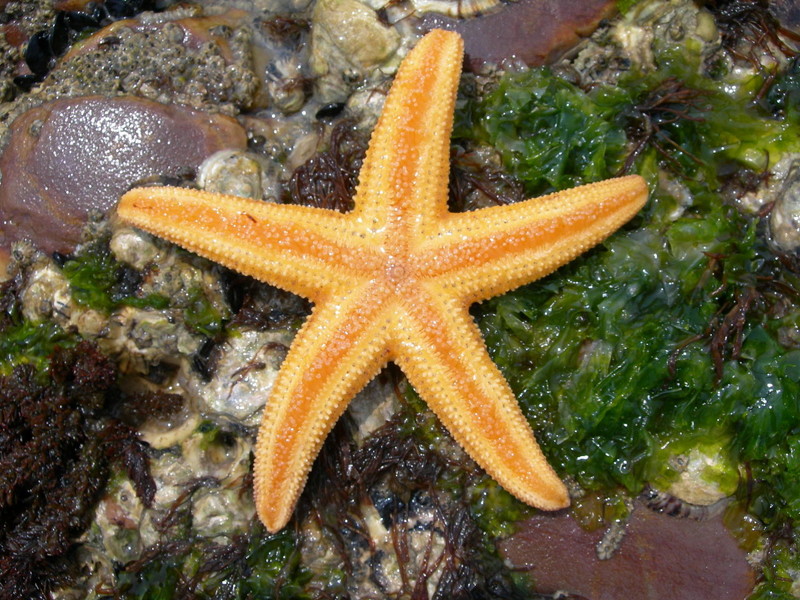 Амурская морская звезда
