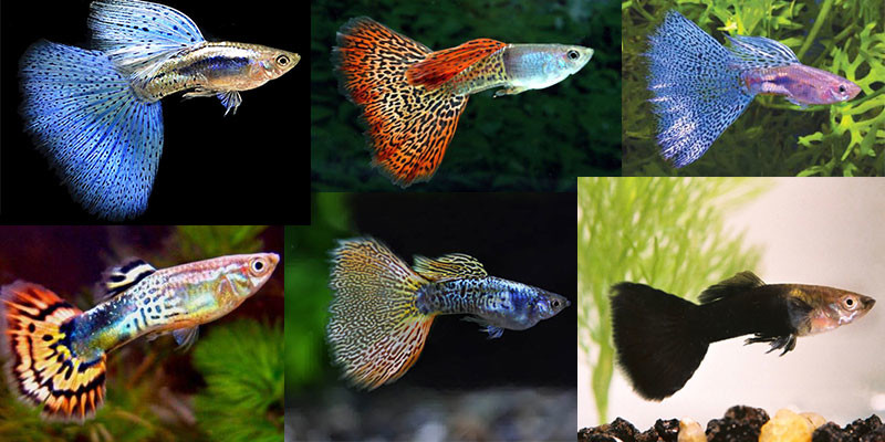Гуппи Рыбки Разновидности Фото