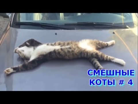 Подборка приколов с котами Подборка приколов с котами