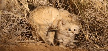 «Мы увидели три пары светящихся глаз»: ученым впервые удалось заснять котят барханного кота