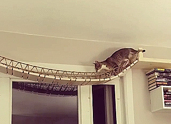 Любящие хозяева смастерили мост для кота в стиле Индианы Джонса