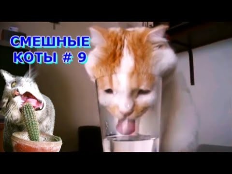 Улетные приколы с котами Улетные приколы с котами