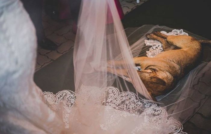 Но вдруг невеста заметила что-то необычное. Когда она повернулась, то увидела, что на их свадьбу явился неожиданный гость, который лёг спать прямо на её фату гость, милота. добро, невеста, собака. свадьба. животные