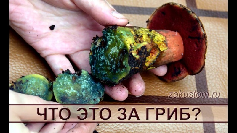 Что это за гриб? Что это за гриб?