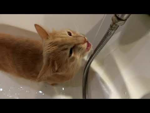 Водопой Водопой