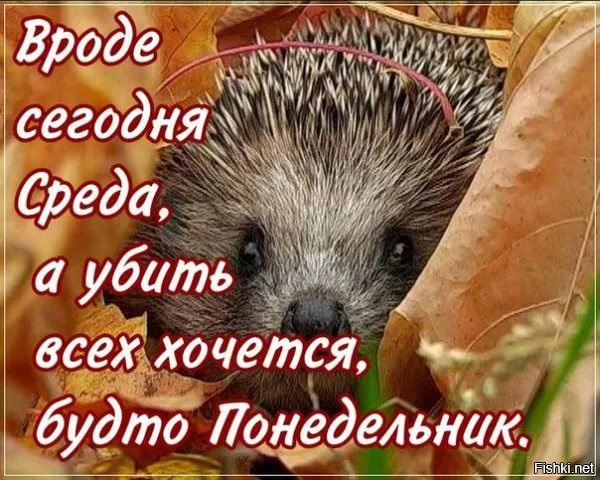 Открытки с ежиком с добрым утром 71