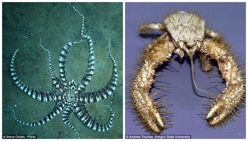 Слева - мимический индонезийский осьминог, справа - мохнатый краб-йети жители океана, морские глубины, морские жители, океан, подводные обитатели, подводный мир, подводный монстр