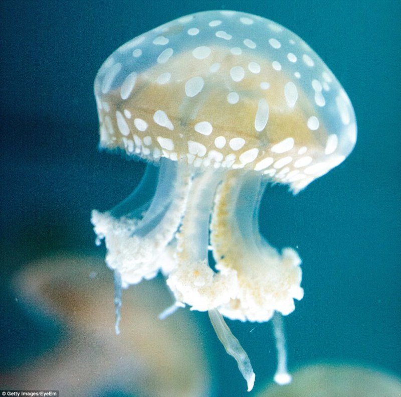 Австралийская пятнистая медуза жители океана, морские глубины, морские жители, океан, подводные обитатели, подводный мир, подводный монстр