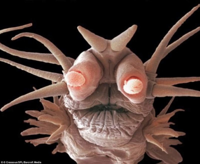 Многощетинковый червь-полиноид жители океана, морские глубины, морские жители, океан, подводные обитатели, подводный мир, подводный монстр
