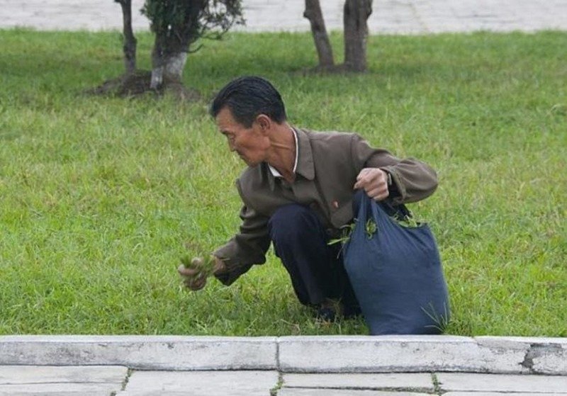 1. Голодающим людям приходится есть траву Северокорейские, корейцы, корея, на самом деле, правда жизни, редкие фотографии, северная корея