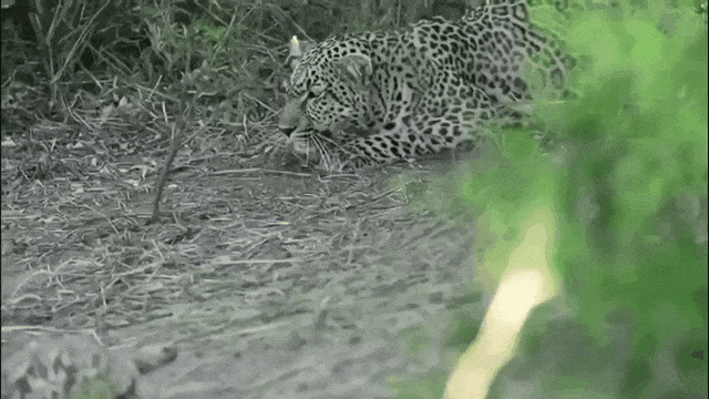 d30e4d3006ec3c199d7a84a4a2e56ac2.gif