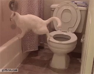 Этой кошке повезло с хозяевами, ведь теперь она на туалете может читать газету 