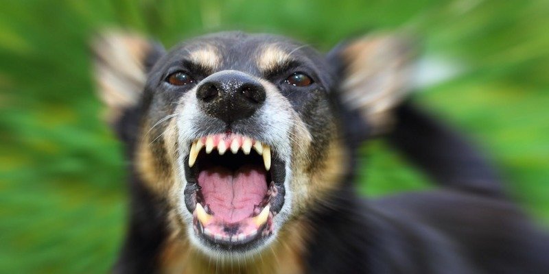 1. Если собака рычит и скалит зубы: спокойствие, только спокойствие. Нападения можно избежать. бродячие собаки, животные, нападение, напала собака, опасно, самооборона, собаки, советы