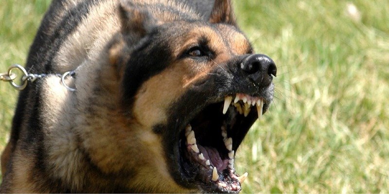 3. Если собака вас кусает: не вырывайтесь, она вцепится еще сильнее бродячие собаки, животные, нападение, напала собака, опасно, самооборона, собаки, советы