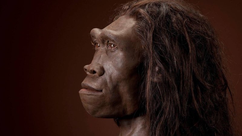 Homo erectus жили на Земле около миллиона лет, в 10 раз больше, чем мы, но так и не создали ни культуры, ни сложных орудий труда древние люди, история, факты, человечество