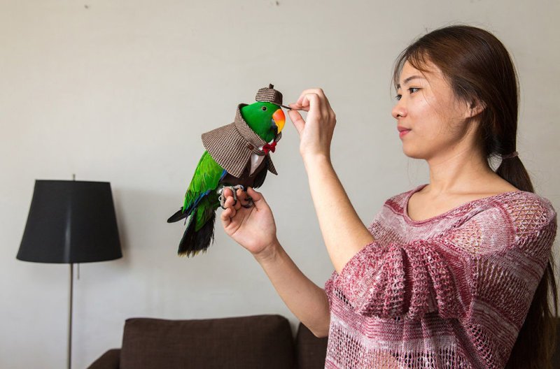 27-летняя Ян и ее нарядный попугай. Девушка уволилась из СМИ и основала свою компанию по изготовлению и продаже костюмов для попугаев, спрос на которые растет с каждым годом