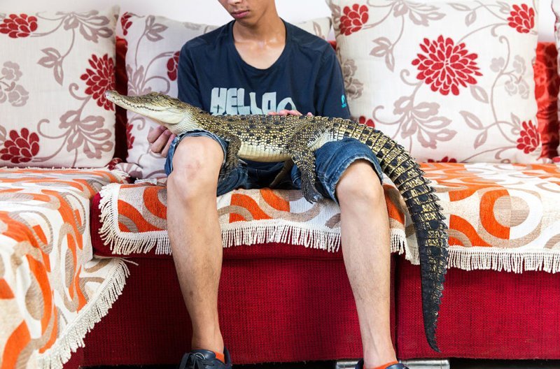 Шао Цзянь Фэн со своим гребнистым крокодилом. Взрослая особь может достигать 6 м, что делает его самой крупной рептилией в мире