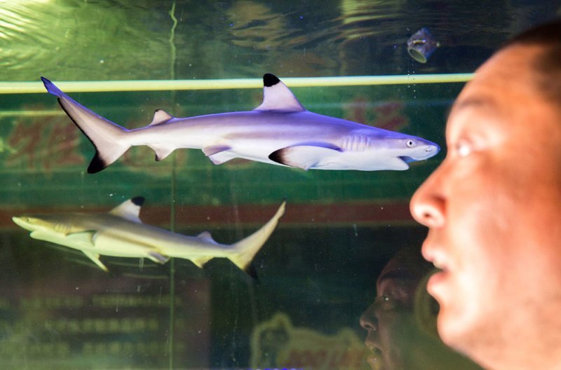38-летний Цзянь Вэй перед аквариумом с черноперыми рифовыми акулами