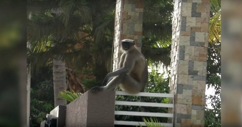 Террор обезьян в индийской деревушке