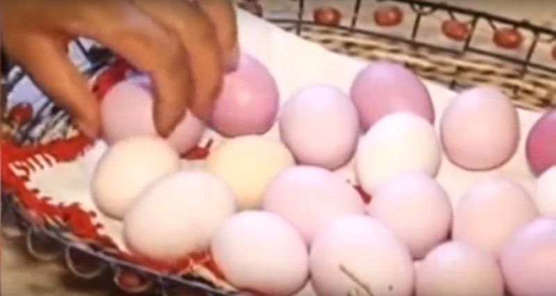 Куры, несущие разноцветные яйца. Часть вторая