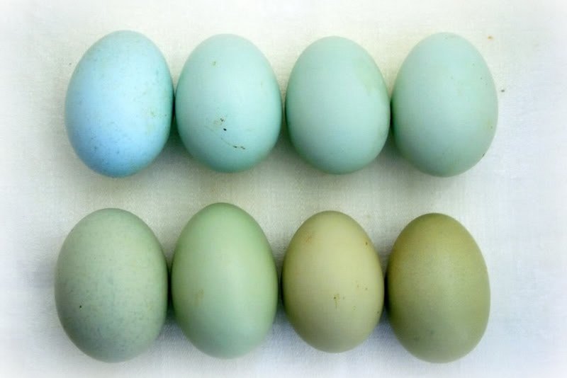 Породы куриц которые несут цветные яйца