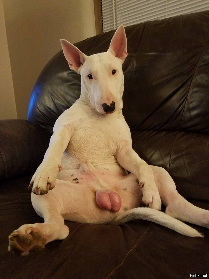 Купить Фаллос Собачий